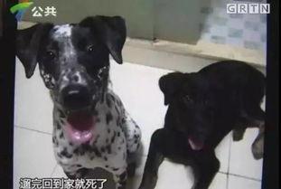 冬季宠物爆料视频大全集,宠物爆料视频大全集精彩回顾 第2张 冬季宠物爆料视频大全集,宠物爆料视频大全集精彩回顾 第2张