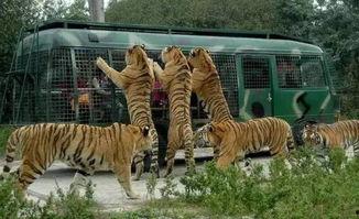 天津动物园爆料新闻视频,神秘动物亮相引游客热议 第3张 天津动物园爆料新闻视频,神秘动物亮相引游客热议 第3张